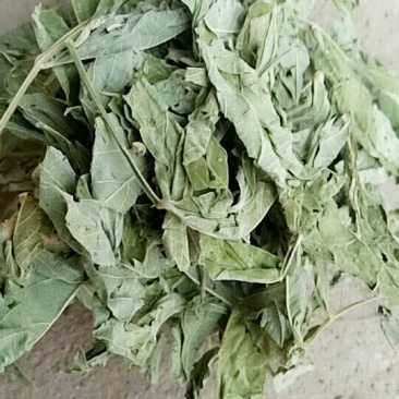 木豆叶产地直供支持线上交易可搭配多品种采购大货联系