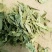 木豆叶产地直供支持线上交易可搭配多品种采购大货联系