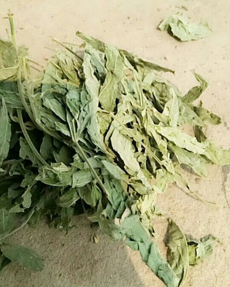 木豆叶产地直供支持线上交易可搭配多品种采购大货联系