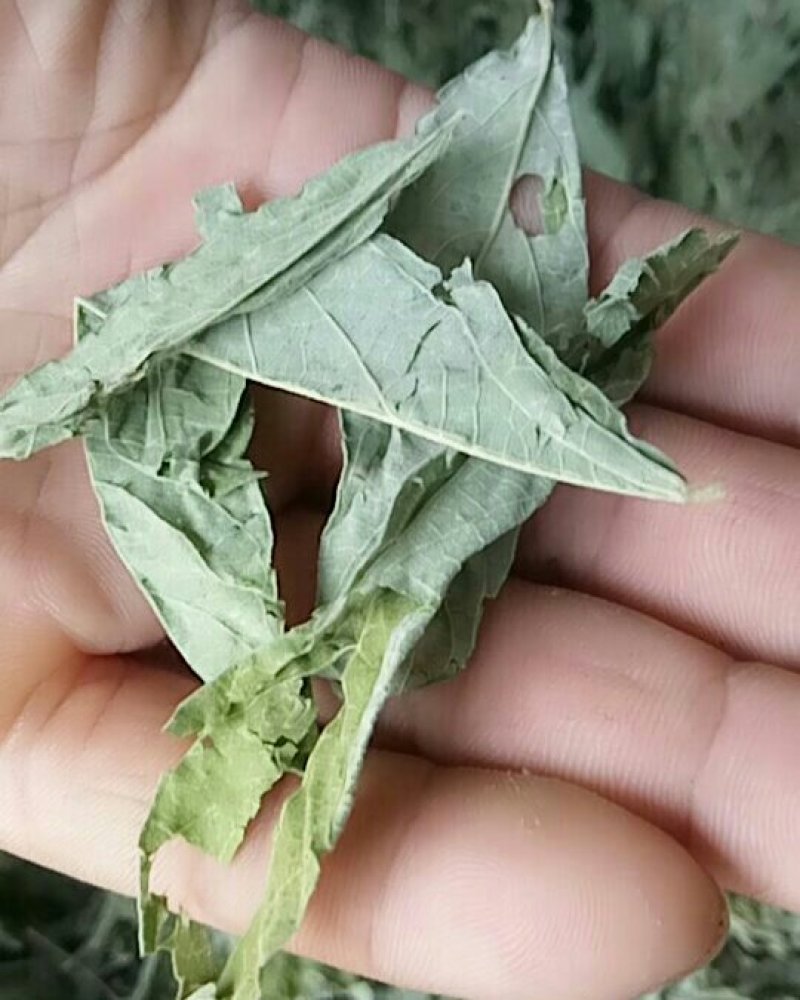 木豆叶产地直供支持线上交易可搭配多品种采购大货联系