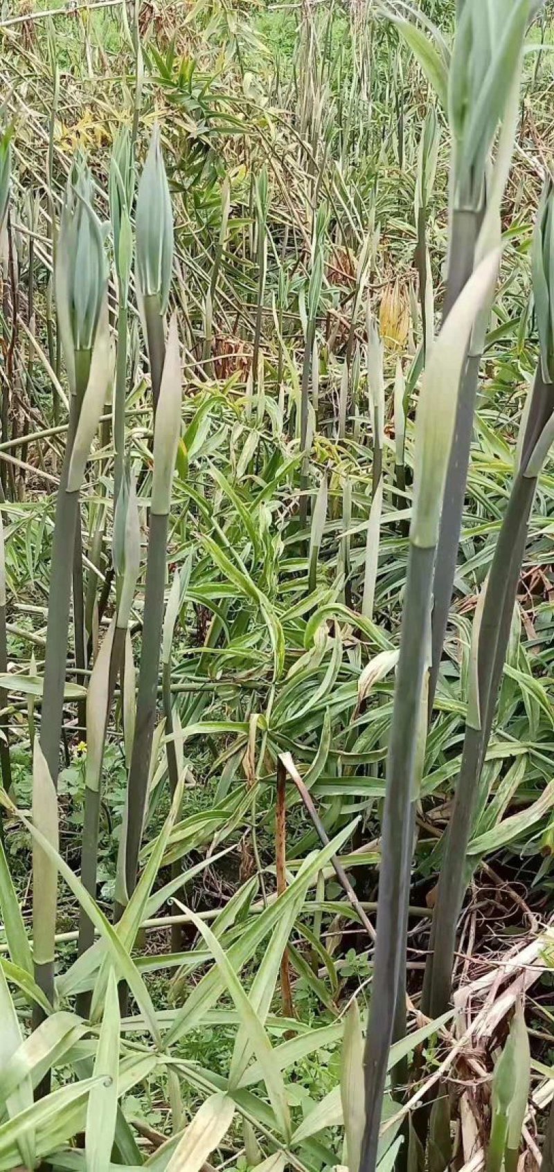 10吨亩产量多花姜型黄精苗