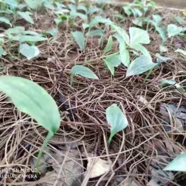 10吨亩产量多花姜型黄精苗