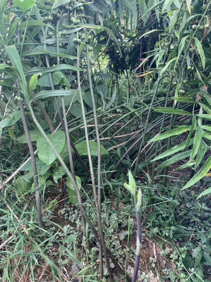 10吨亩产量多花姜型黄精苗