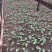 10吨亩产量多花姜型黄精苗