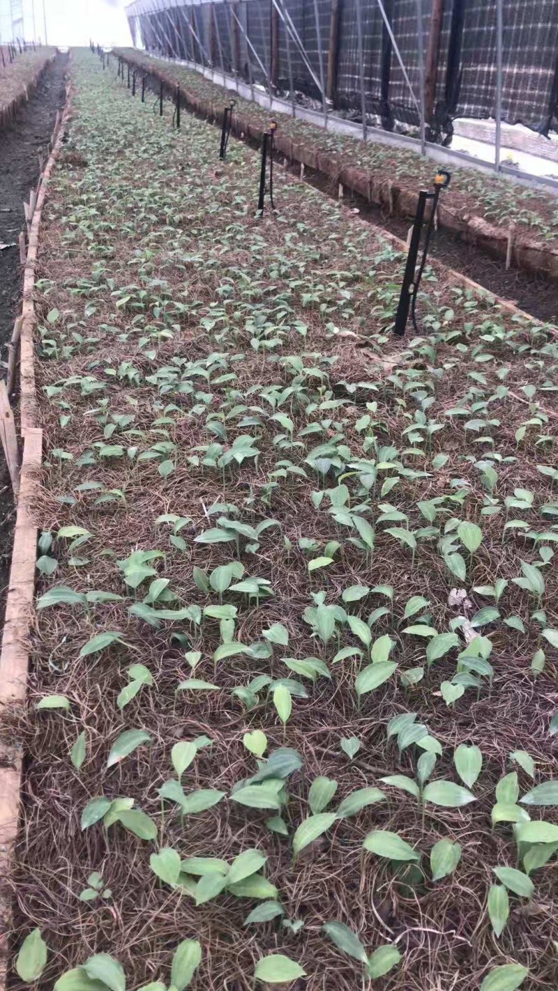 10吨亩产量多花姜型黄精苗