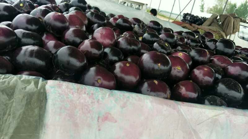 黑色圆茄★《精品好货》产地直供、诚信代办、质量好价格优