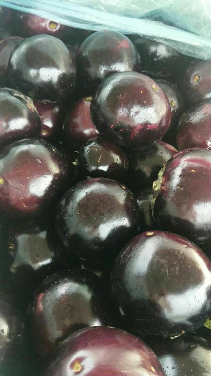 黑色圆茄★《精品好货》产地直供、诚信代办、质量好价格优