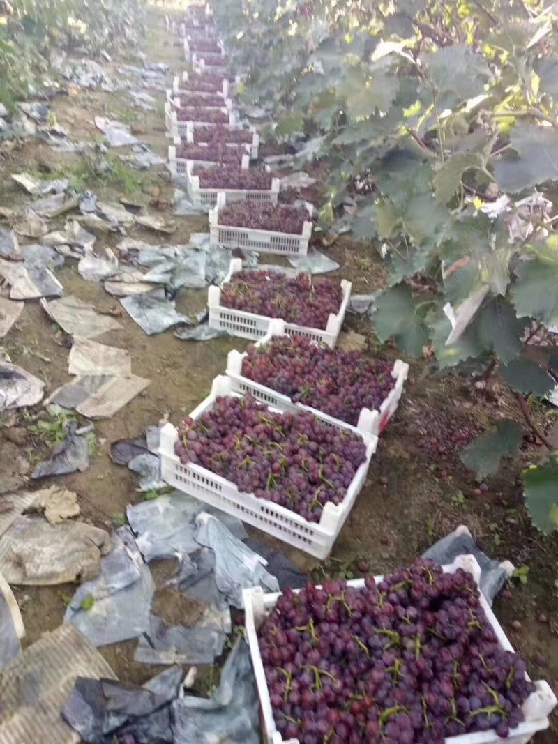 急售！河北，巨峰葡萄万亩诚信可靠，口感特甜，随到随装，