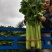 代收西芹，中颗