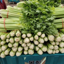 代收西芹，中颗