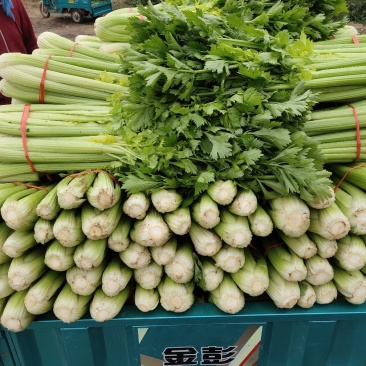 代收西芹，中颗
