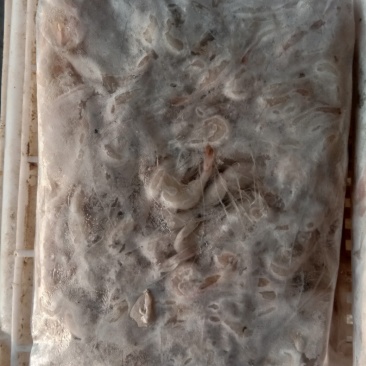 淡水白虾