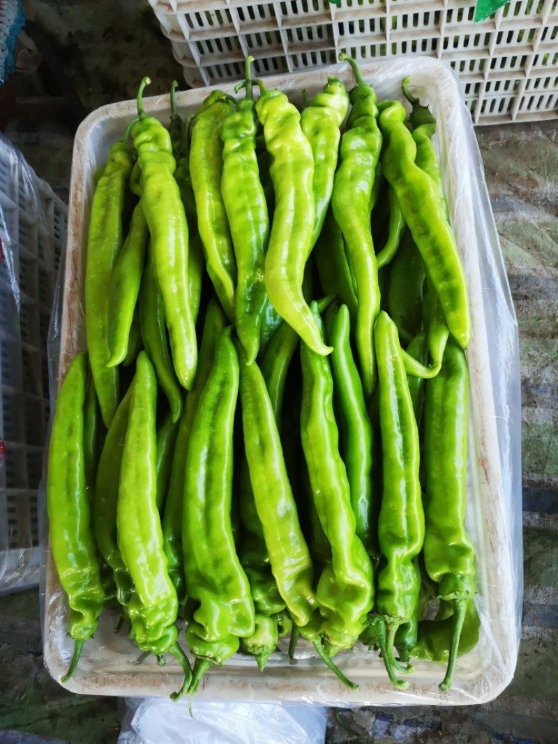 尖椒太空麻辣大量上市