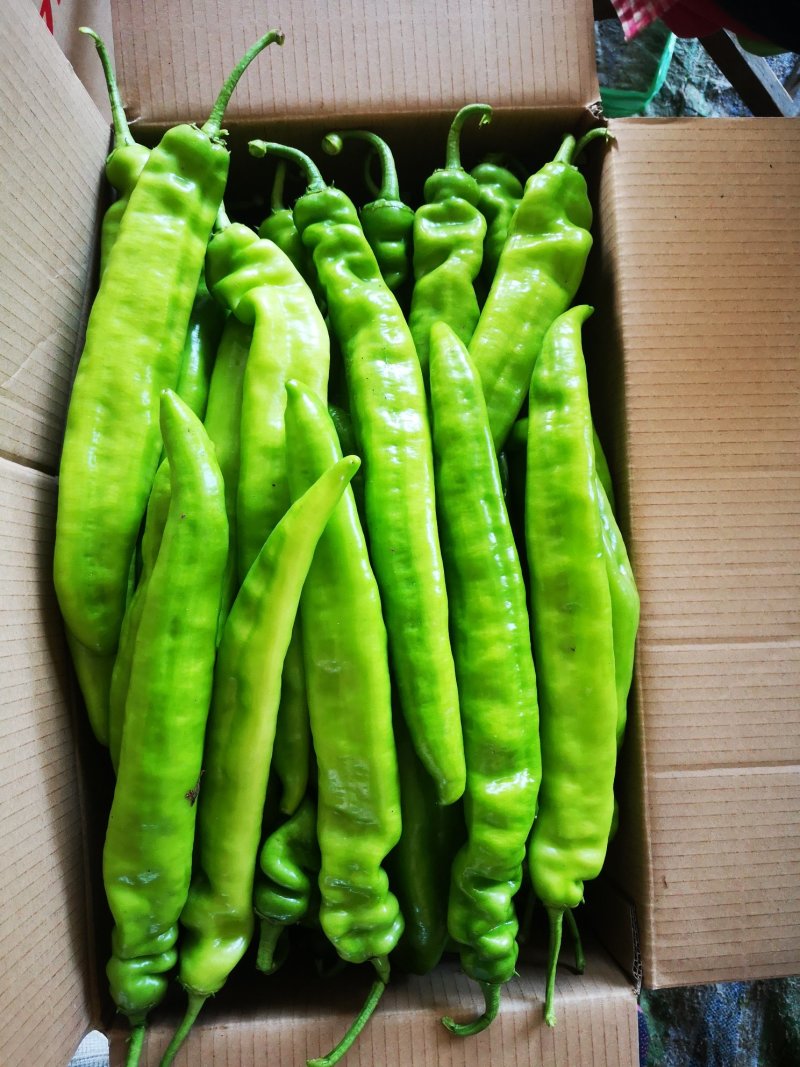 尖椒太空麻辣大量上市