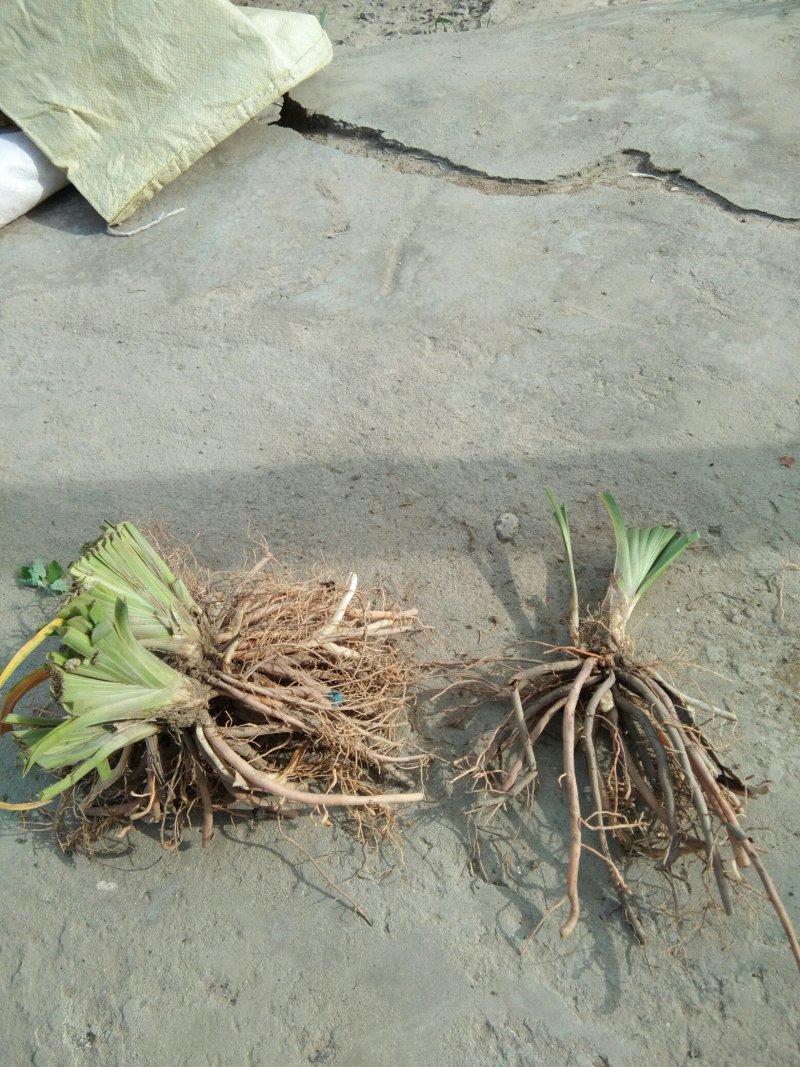 大量供应优质沙苑黄花菜种苗