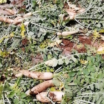 次品萝卜，价优