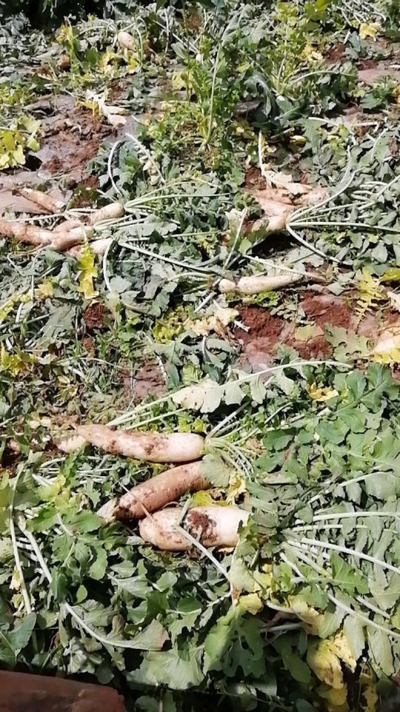 次品萝卜，价优