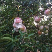 苹果