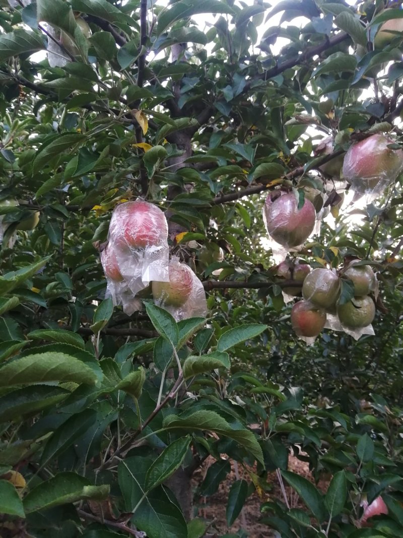 苹果