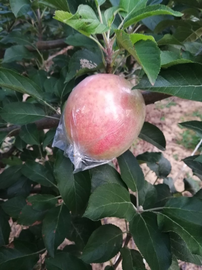 苹果