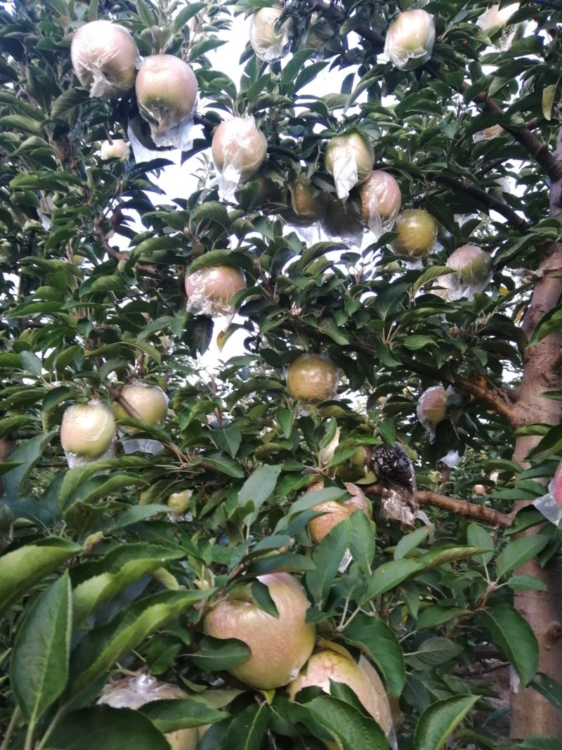 苹果