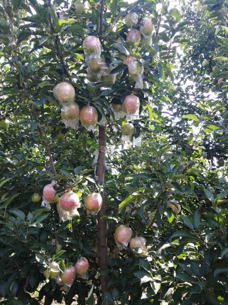 苹果