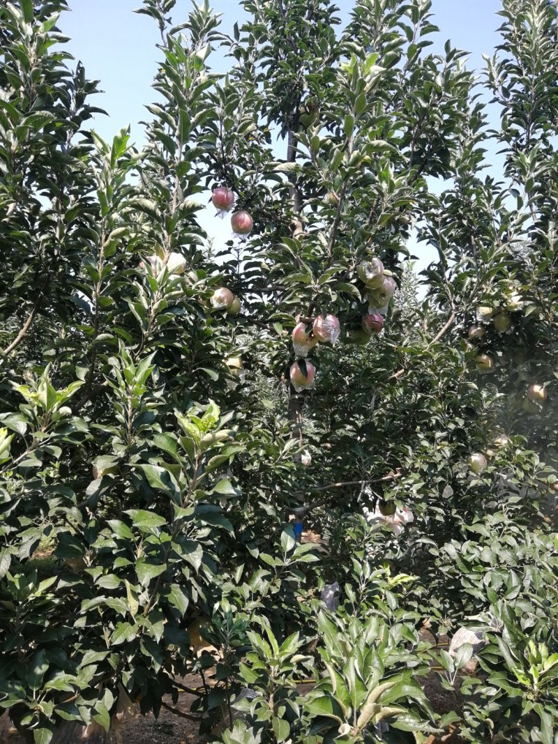 苹果