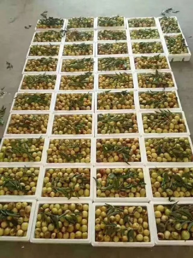 大荔冬枣