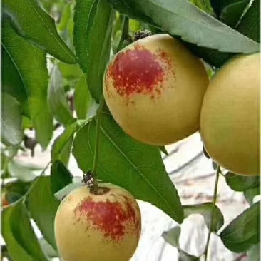 大荔冬枣