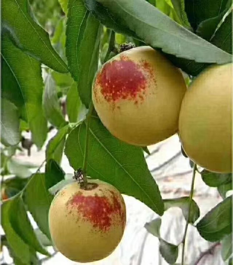 大荔冬枣