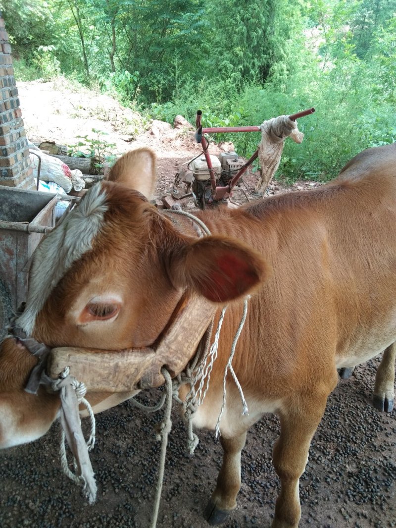 西门塔尔小牛犊小牛仔肉牛
