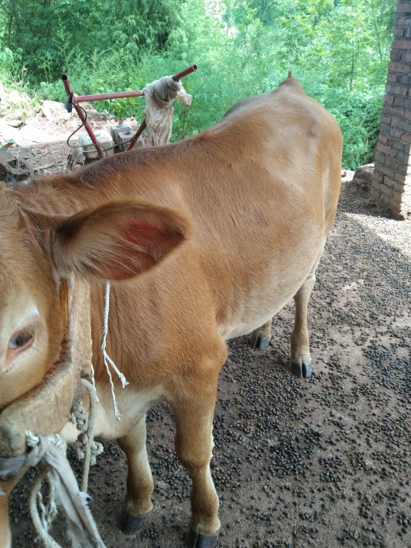 西门塔尔小牛犊小牛仔肉牛