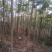 栾树基地，河南潢川宏昌苗圃场直销各种规格栾树