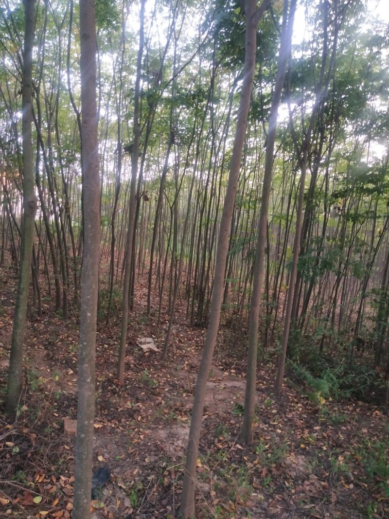 栾树基地，河南潢川宏昌苗圃场直销各种规格栾树