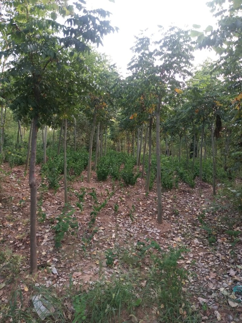 栾树基地，河南潢川宏昌苗圃场直销各种规格栾树