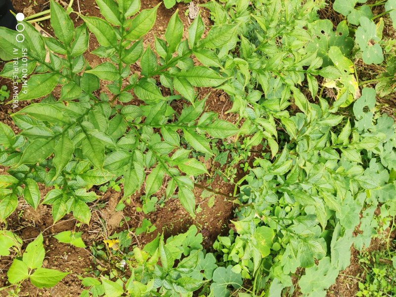 魔芋预售