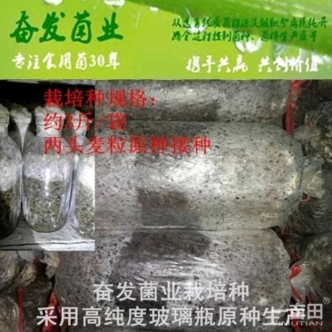 平菇菌种平菇栽培种姬菇栽培种平菇三级种枝条菌种1