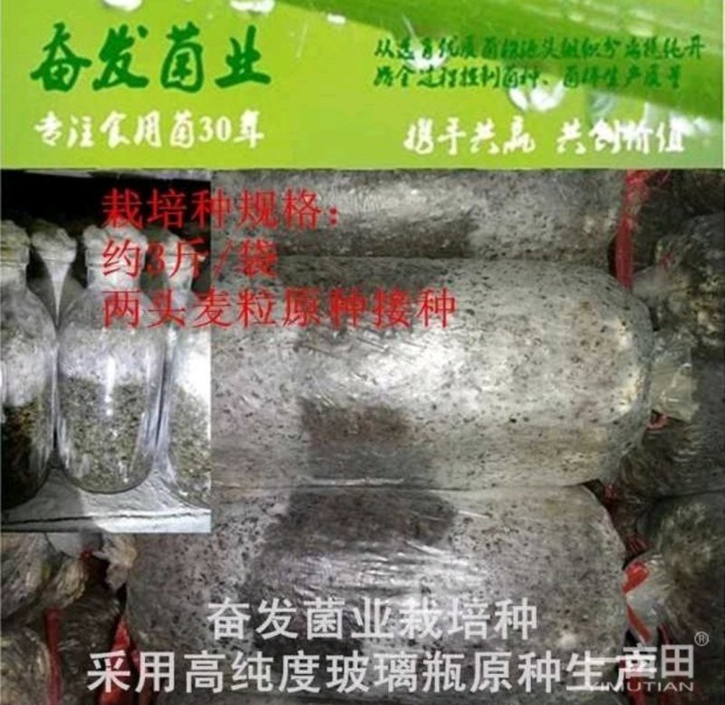 平菇菌种平菇栽培种姬菇栽培种平菇三级种枝条菌种1
