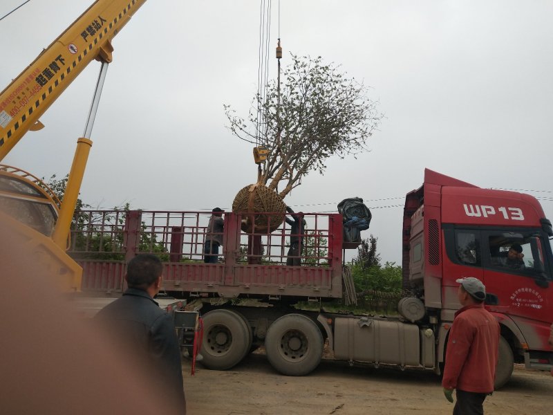 丛生乌桕树，河南省潢川县宏昌苗圃直销丛生乌桕树，树形优美