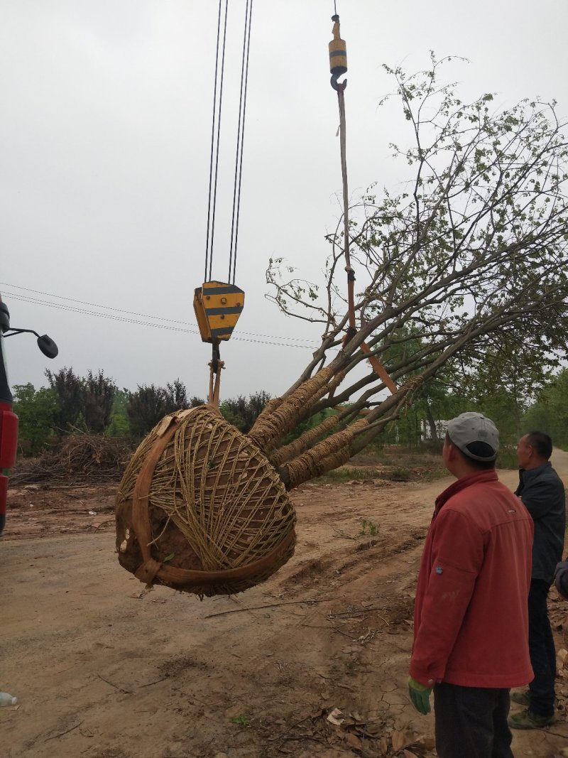丛生乌桕树，河南省潢川县宏昌苗圃直销丛生乌桕树，树形优美