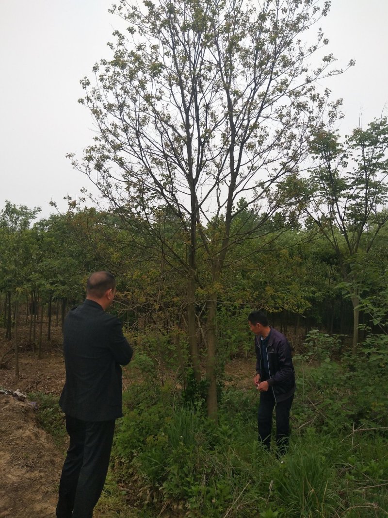 丛生乌桕树，河南省潢川县宏昌苗圃直销丛生乌桕树，树形优美