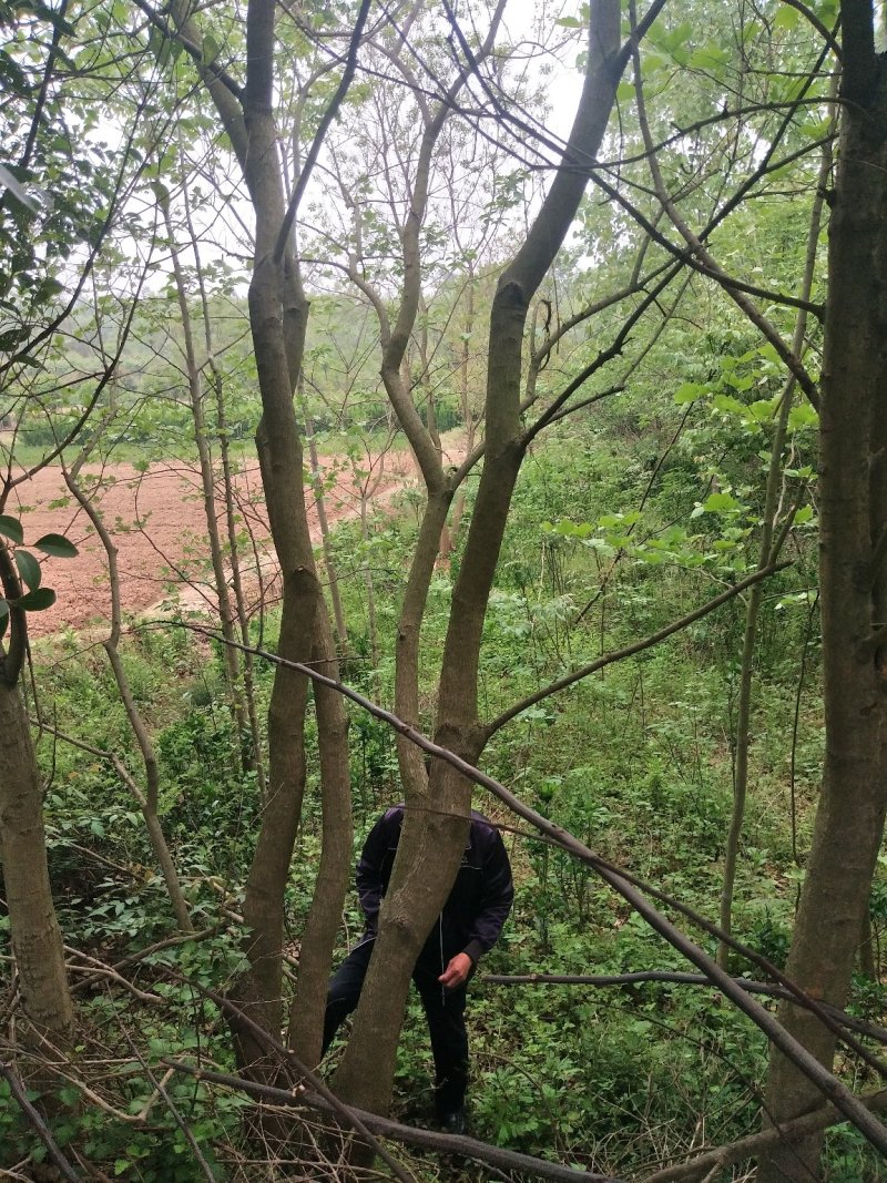 丛生乌桕树，河南省潢川县宏昌苗圃直销丛生乌桕树，树形优美