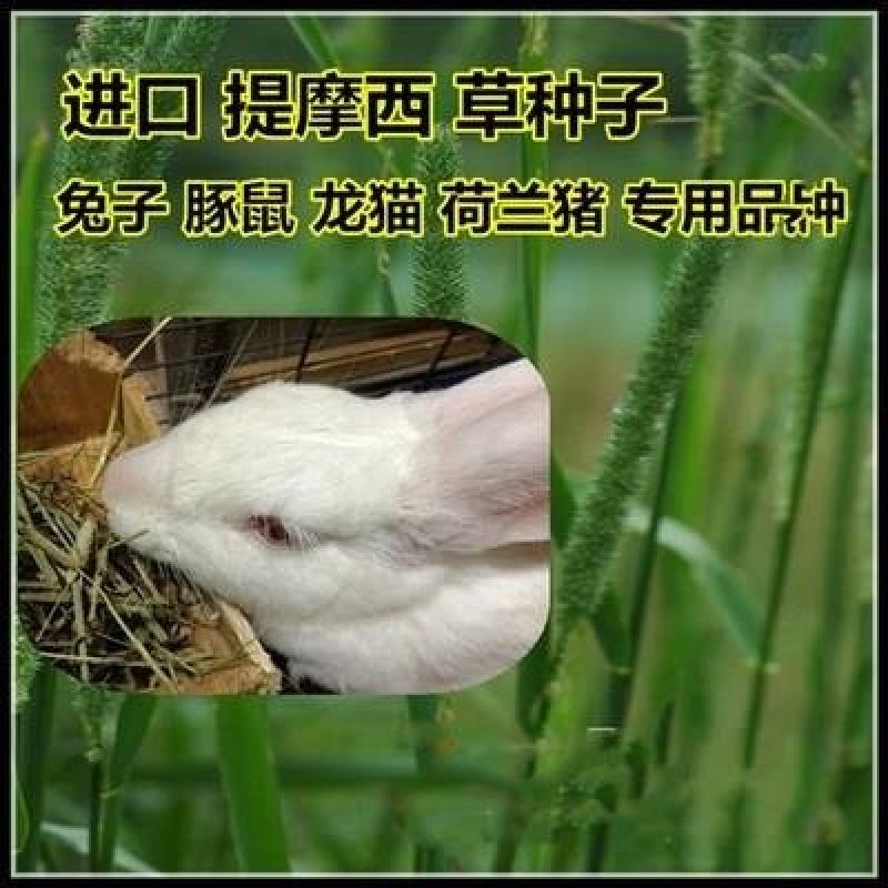 多年生黑麦草种子大叶再生冬牧70四季牧草种子猪牛鸡兔畜牧