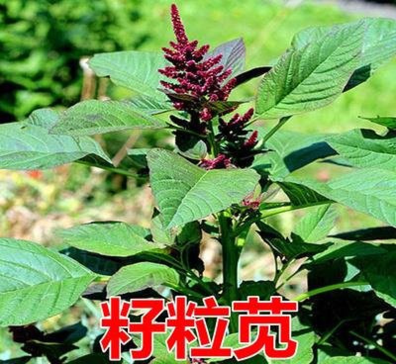 多年生黑麦草种子大叶再生冬牧70四季牧草种子猪牛鸡兔畜牧