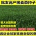 多年生黑麦草种子大叶再生冬牧70四季牧草种子猪牛鸡兔畜牧