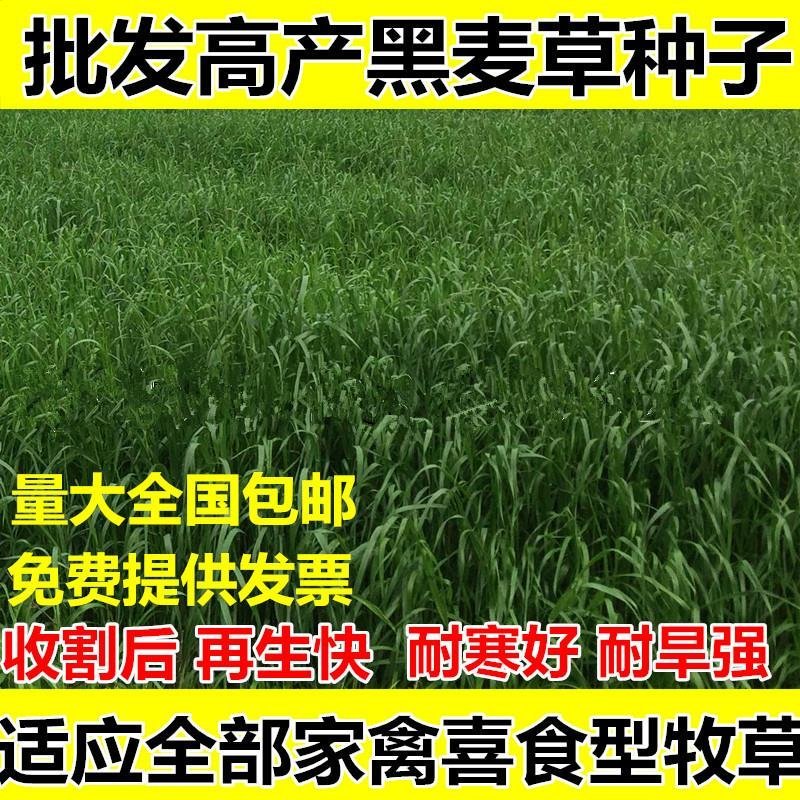 多年生黑麦草种子大叶再生冬牧70四季牧草种子猪牛鸡兔畜牧