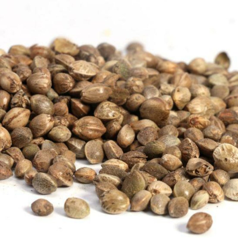 火麻仁各种规格麻子仁麻仁批发零售中药材