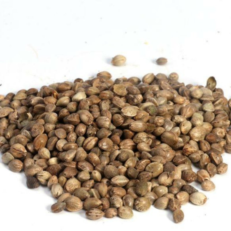火麻仁各种规格麻子仁麻仁批发零售中药材