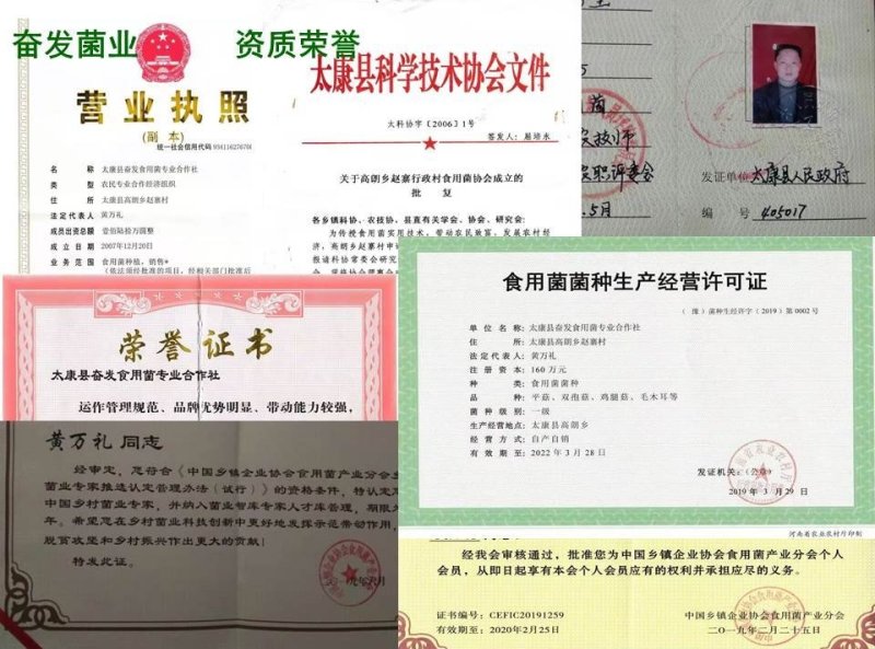 姬菇菌种姬菇栽培种