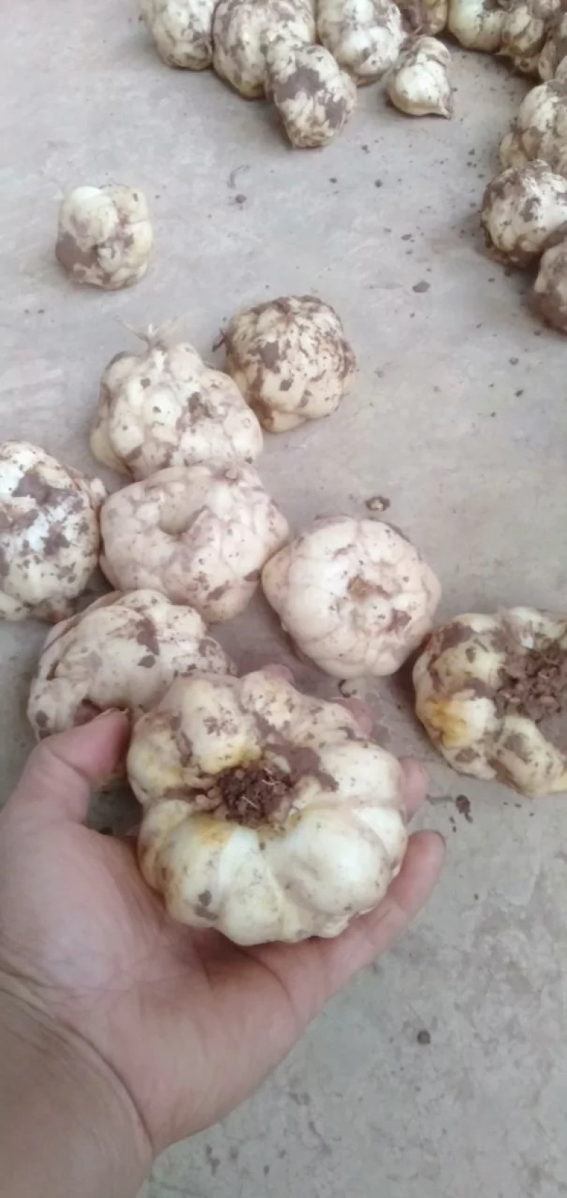 新鲜食用百合新鲜百合兰州百合云南特产